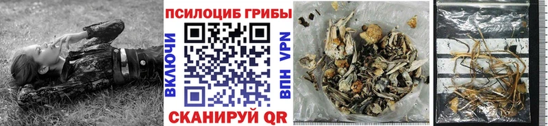 Купить закладки  Чаплыгин  Галлюциногенные грибы Cubensis 